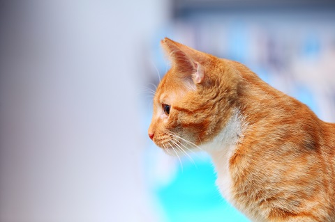 自家製キャットフードについて知っておくべきこと
