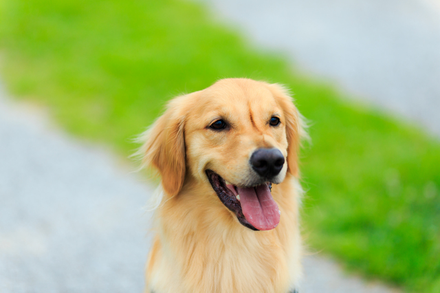 市販の老犬用おすすめドッグフード：シニア犬の栄養と選び方